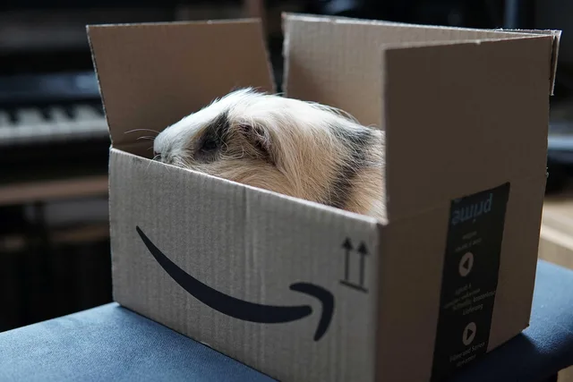 guinea pig, amazon, delivery, parcel, postage, pet, delivery box, package, amazon delivery, amazon prime, amazon, amazon prime, amazon prime, amazon prime, amazon prime, amazon prime. Setting expectations for the first subscription shipment